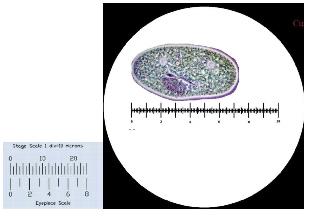 Solved To accurately measure the size of a microscopic
